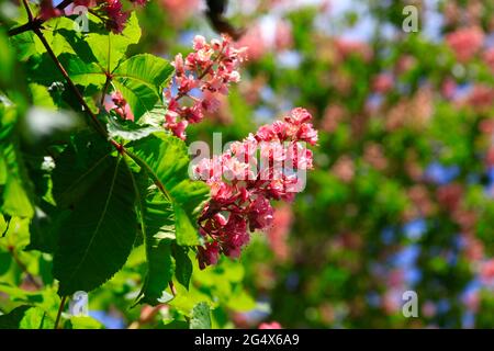 Blossoms of chestnut tree in spring Stock Photo