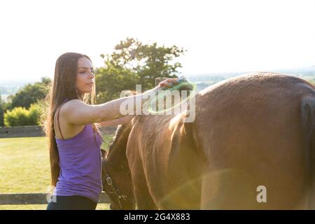 Woman cleaning horse with brush during sunny day Stock Photo