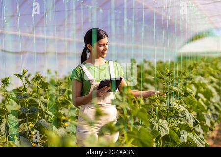 Young female farmer examining crops while holding digital tablet at greenhouse Stock Photo