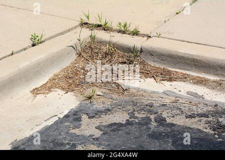 Springtime broken parking lot asphalt with new spring shoots growing up in sidewalk cracks or seams Stock Photo