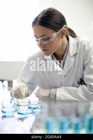 Female scientists working with Petri dishes in laboratory Stock Photo ...
