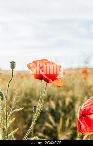 Red poppy flower at agricultural field Stock Photo