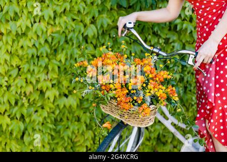 Woman sitting on bicycle with freesia flower's basket in front of ivy wall Stock Photo
