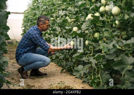 Mature farmer checking melon at greenhouse Stock Photo