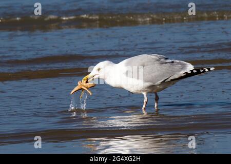 a seagull is standing in the water trying to gorge a starfish Stock Photo