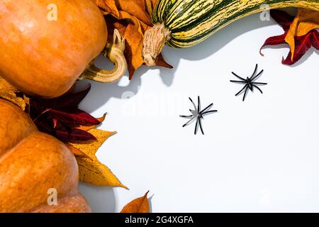 Halloween background with various pumpkins, autumn leaves and two spiders Stock Photo