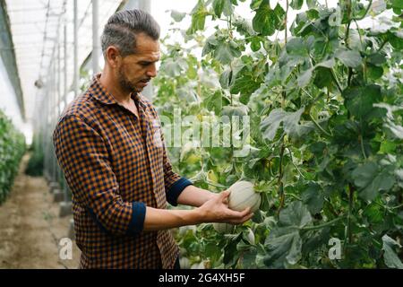 Farmer examining melon at organic farm Stock Photo