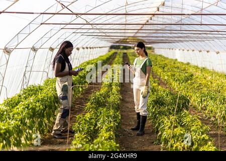 Female farmers using smart phones while standing at greenhouse Stock Photo