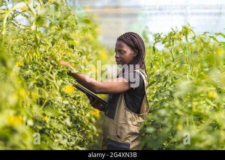 Female farmer doing quality control check while working in organic farm Stock Photo