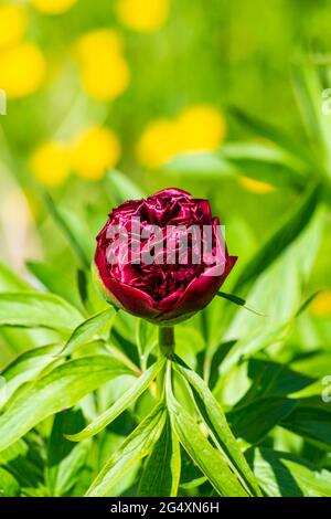 Head of red blooming peony Stock Photo