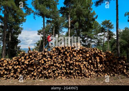 Male logger walking on tree trunks in forest Stock Photo