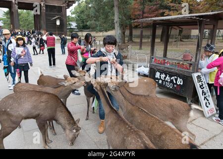 Deer in Nara park in front of The Todai temple in Japan Stock Photo