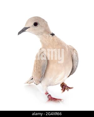 African collared dove in front of white background Stock Photo