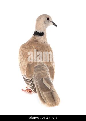 African collared dove in front of white background Stock Photo