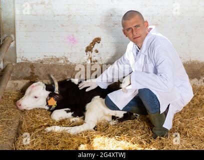 Man taking care of calves in cowshed Stock Photo