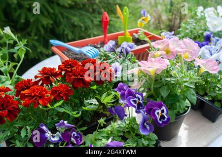Concept Spring planting on the garden, harmony and beauty. Flowers pansies, marigolds and petunias in pots, seedlings and garden tools Stock Photo