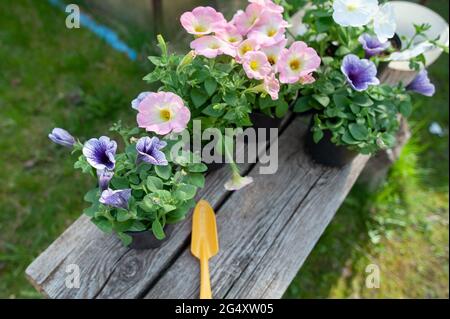 Concept Spring planting on the garden, harmony and beauty. Flowers pansies, marigolds and petunias in pots, seedlings and garden tools Stock Photo