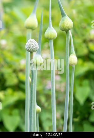 vertical image of leek flower heads in seed, selective focus on round-headed bloom, garden backdrop green blurred background on bright sunny day Stock Photo