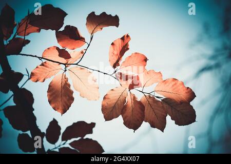 Oak branch with yellow leaves against the sky Stock Photo
