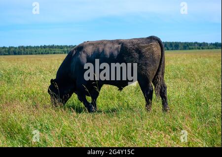 A black angus bull stands on a green grassy field. Stock Photo