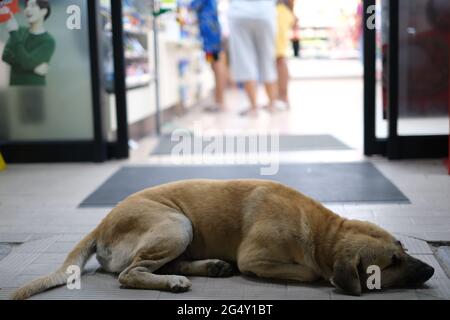 Dog sleeps in front of universal shop, enjoying blow of conditioned air Stock Photo