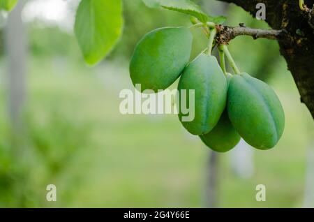 Unripe plum fruits on the branch in spring.