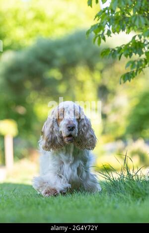purebred Spaniel Dog Breed Is In The Grass on summer garden with afternoon sun Stock Photo