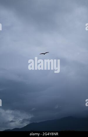 A big predator bird is flying high above clouded mountain Stock Photo