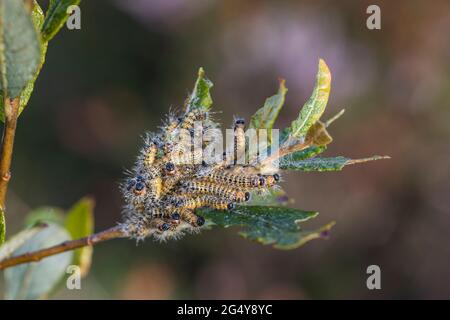 Buff Tip Moth Caterpillars; Phalera bucephala; on Willow; UK Stock Photo