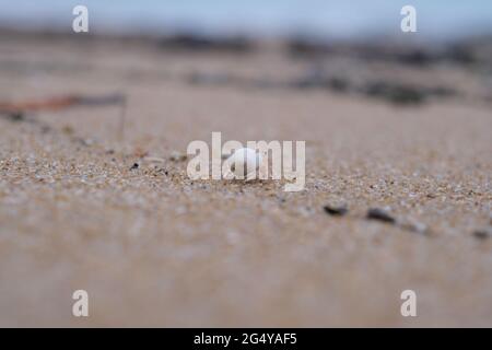 A little crab, wearing shell, runs through beach towards a sea Stock Photo
