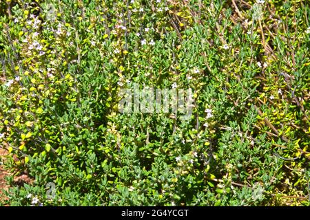 Common thyme -Thymus vulgaris Stock Photo