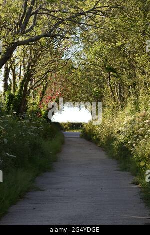 Tree Lined Lane in Evening Stock Photo