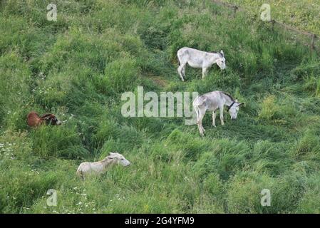 donkey family Grazing in the meadow grazing the grass on the hill Stock Photo