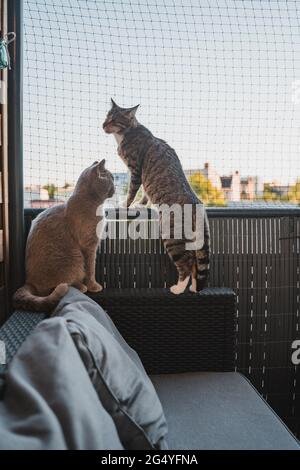 Two cats on the balcony infront of a cat net Stock Photo