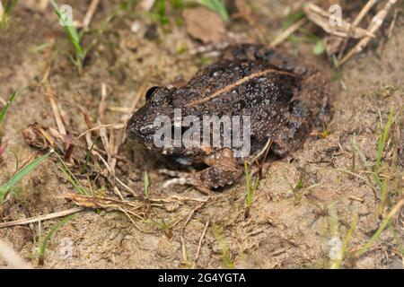 Golden eyed frog, Fejervarya limnocharis, Satara, Maharashtra, India Stock Photo