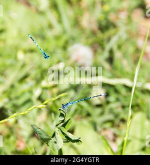 Common Blue Damselflies hovering by grasses Stock Photo