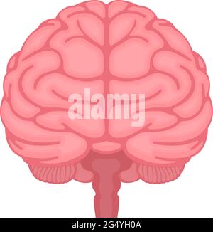 Vector illustration of human brain ( front view) Stock Vector