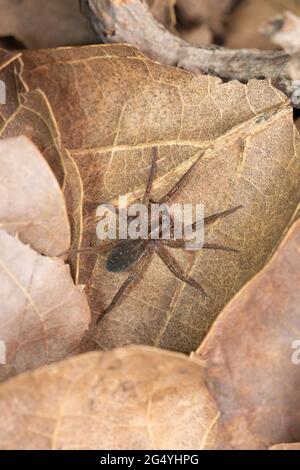 Wetland Wolf spider, Trocosa ruricola, Satara, Maharashtra, India Stock Photo