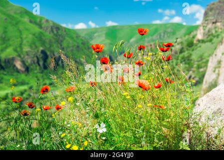 Beautiful red poppies flowers on a hillside close-up Stock Photo