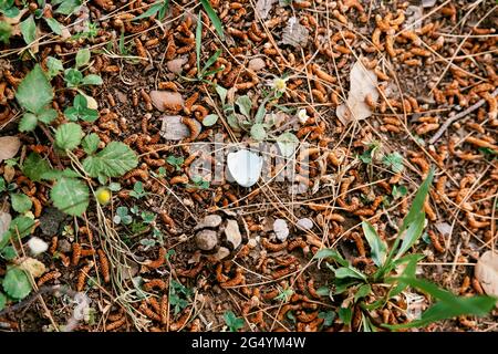 Piece of eggshell lies on the ground among green grass and birch catkins Stock Photo