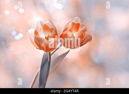 Red tulips on a pastel background Stock Photo