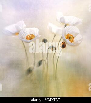 White flowers poppies on a painterly background Stock Photo