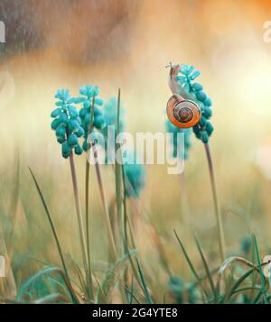 Grape Hyacinth (łac. Asparagaceae) composition with a snail, abstract nature, fantasy nature Stock Photo