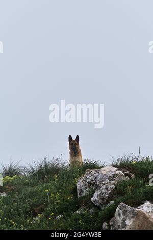Beautiful dog travels around the world through natural places and beauties. German shepherd of black and red color is sitting on top of mountain in fo Stock Photo