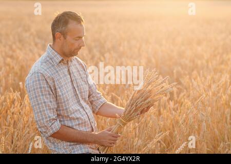 Man farmer holds sheaf of wheat ears in cereal field at sunset. Farming and agricultural harvest Stock Photo