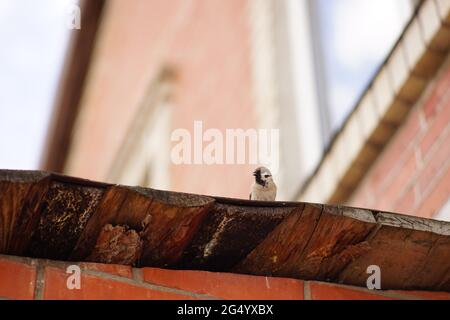 One sparrow bird sits on the roof of a house. Stock Photo