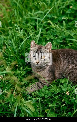 A green eyed gray Tabby cat sits on top of a fence Stock Photo - Alamy