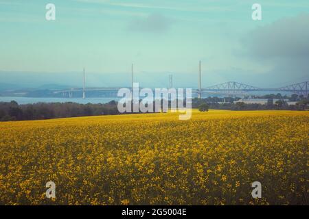 Bridges over the sea bay and a yellow field of flowers in the foreground. Forth Road Bridge and Queensferry Crossing, Scotland, United Kingdom Stock Photo