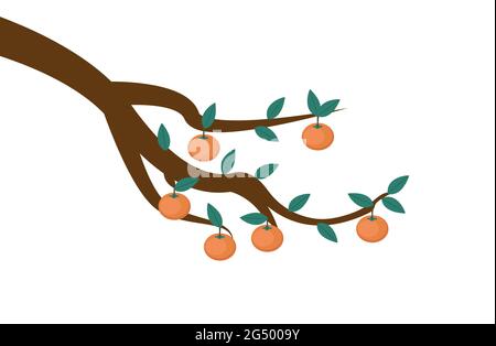 Persimmons on Tree Branch - Several bright orange persimmons hanging from tree branch Stock Vector
