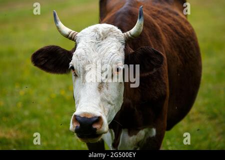UKRAINE - JUNE 24, 2021 - A cow is pictured at the pasture near the Uzhok Pass on the border between Zakarpattia and Lviv Regions in western Ukraine. Stock Photo